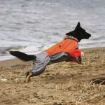 осенний комбинезон водоотталкивающий для суки оранжево-серый