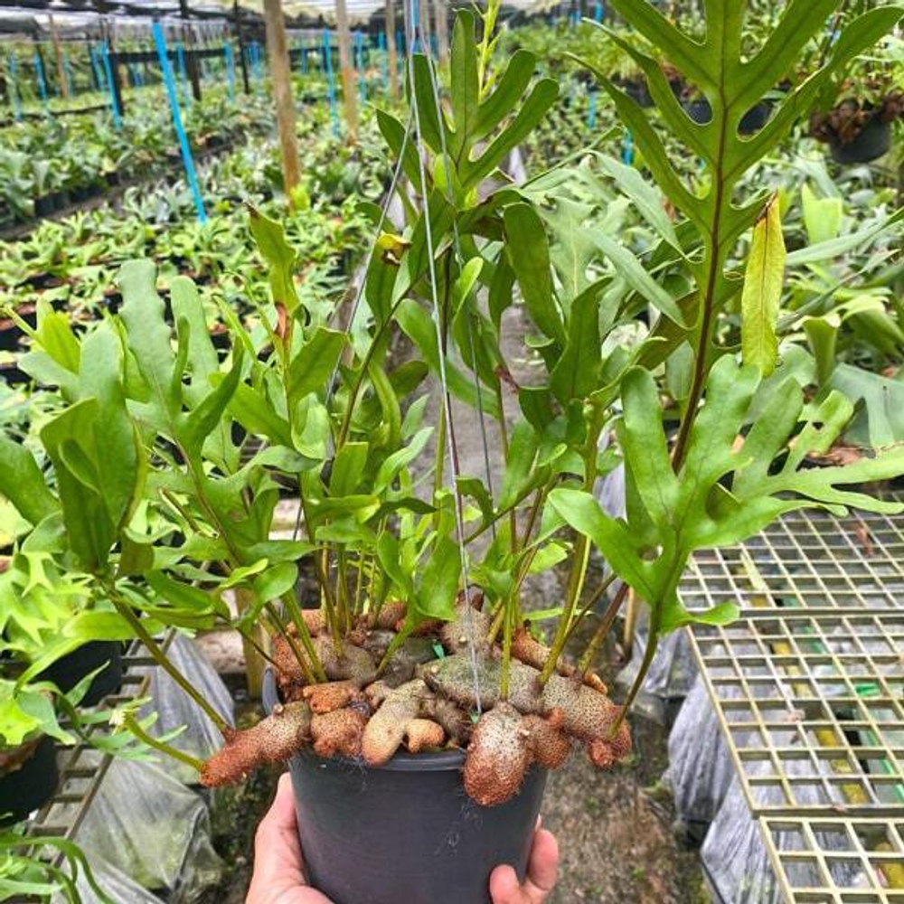 Леканоптерис L.CRUSTACEA