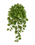 Потос Элегант ампельный большой новый в-90 см (Sensitive Botanic) 6/24 20.1377XL