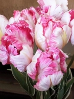 Тюльпан Попугайный Сильвер Пэррот