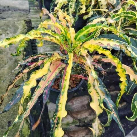 Кротон SUTHATSANA