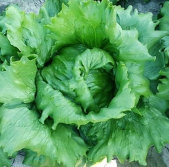 Протекционист F1 семена салата айсберг (Vilmorin / Вильморин)