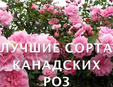 Розы канадские не укрывные