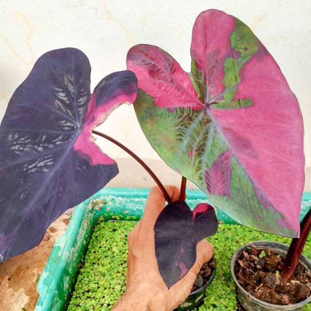 Колоказия LANSKA BLACK RED