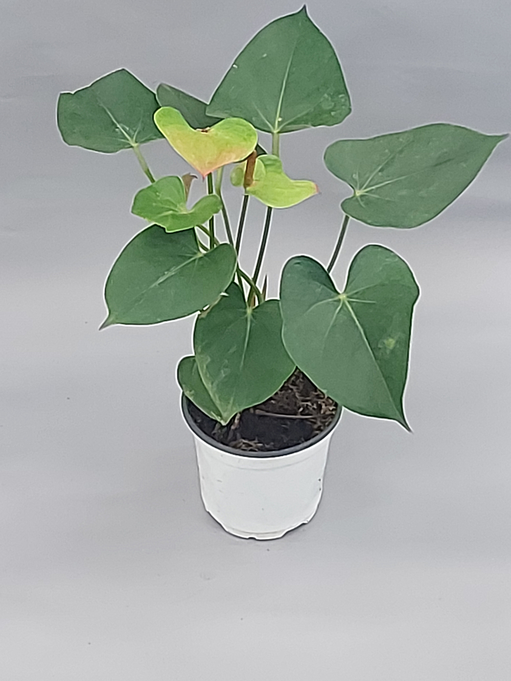 Антуриум Ред Липстик 11/40