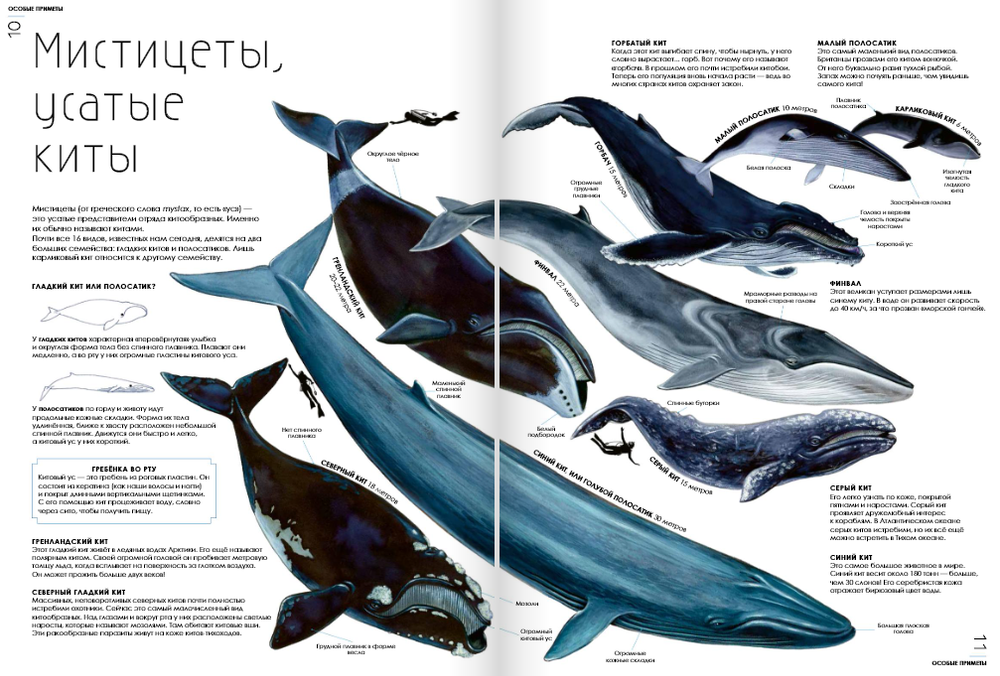 Киты [ПРЕДЗАКАЗ]