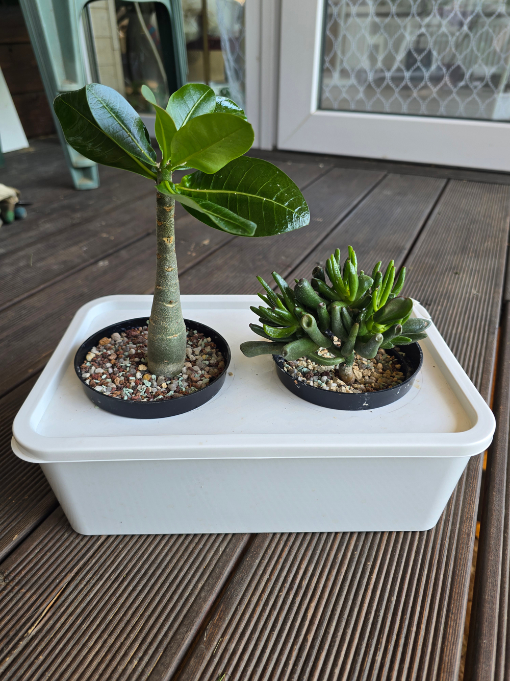 Грунт для растений минеральный АГРОЛО Основа, универсальный, для кактусов и суккулентов, ароидных, для фитильного полива