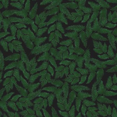 Папоротник на черном