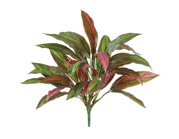 Драцена бордово-зелёная куст