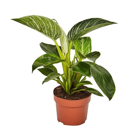 Филодендрон