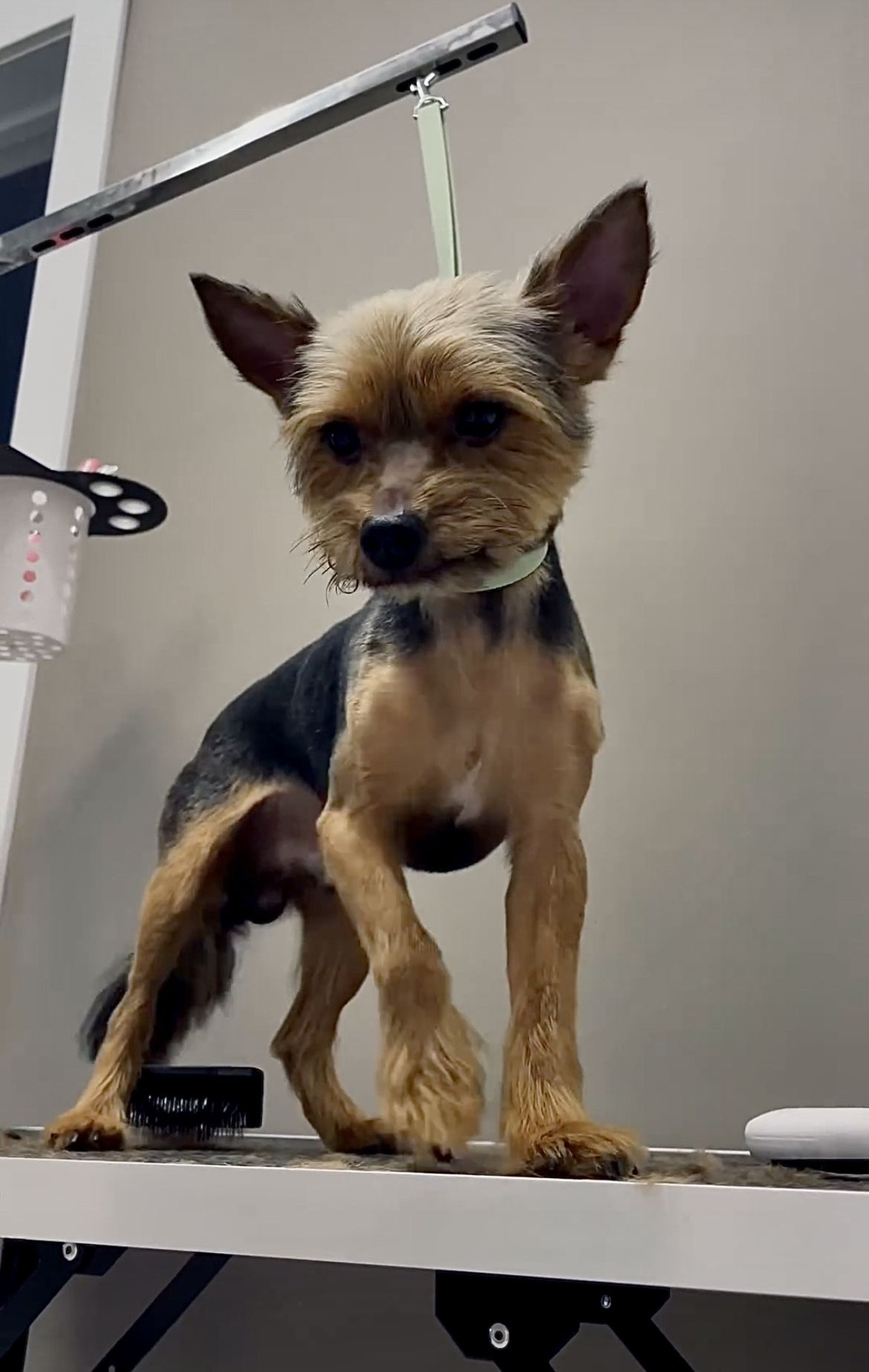 Ринговка груминга из биотана , ширина 15 мм, длина 50 см., зебра