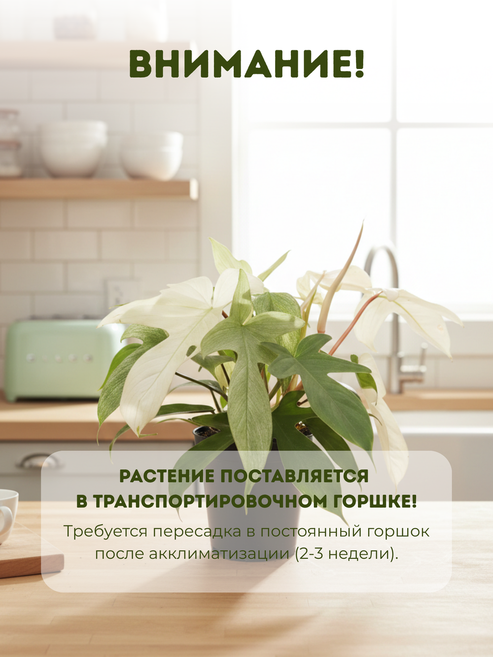 Филодендрон Florida Ghost д.15