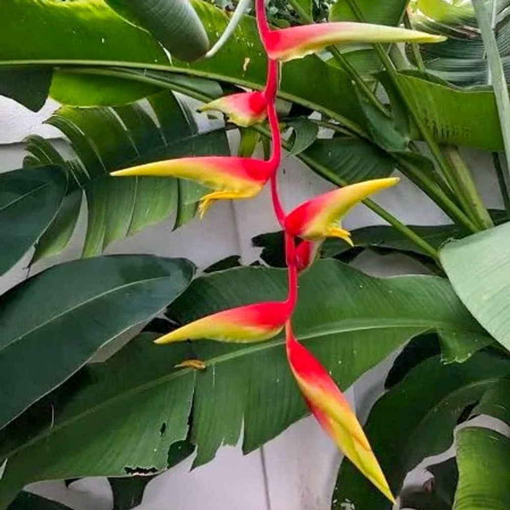 Геликония CHARTACEA TEMPTRESS (Н106)