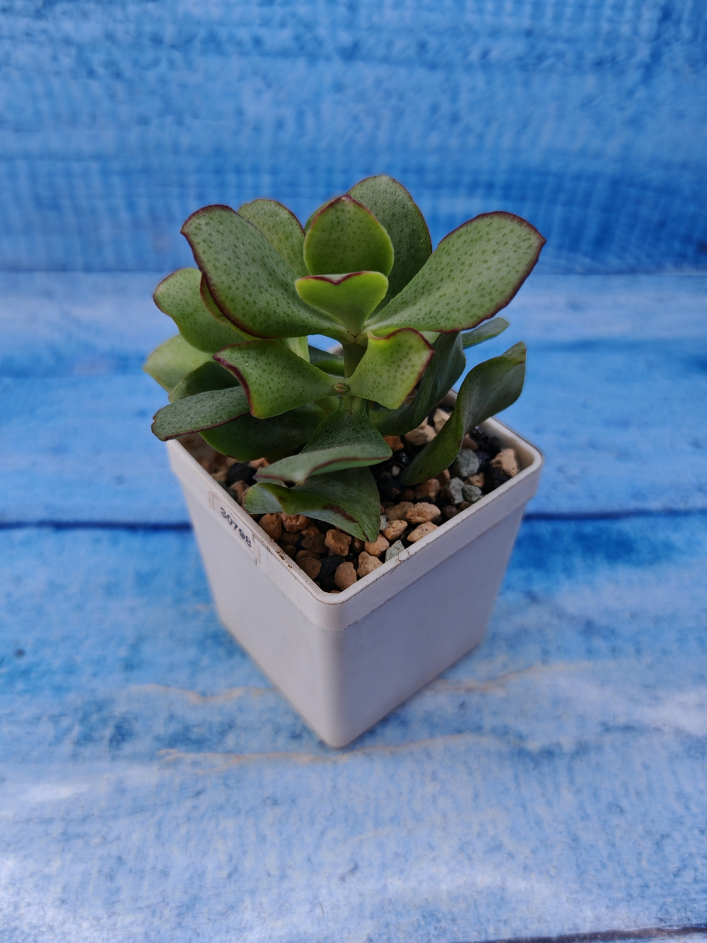 Crassula Arborescens Curly (Крассула)
