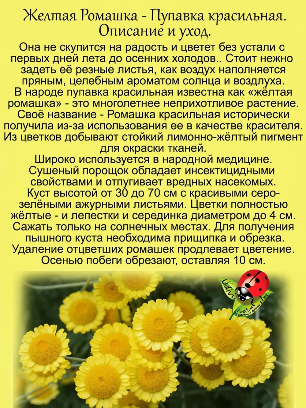 Ромашка Пупавка желтая красильная