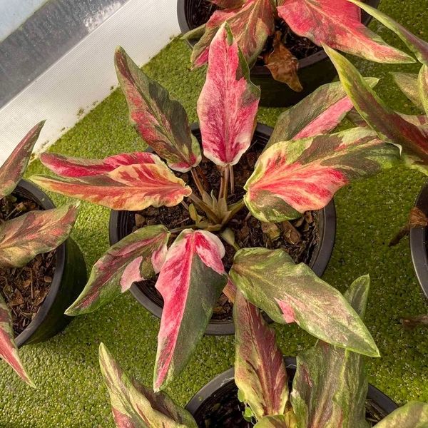 Узколистные каладиумы в предзаказе 2026 Узколистные каладиумы в предзаказе 2026