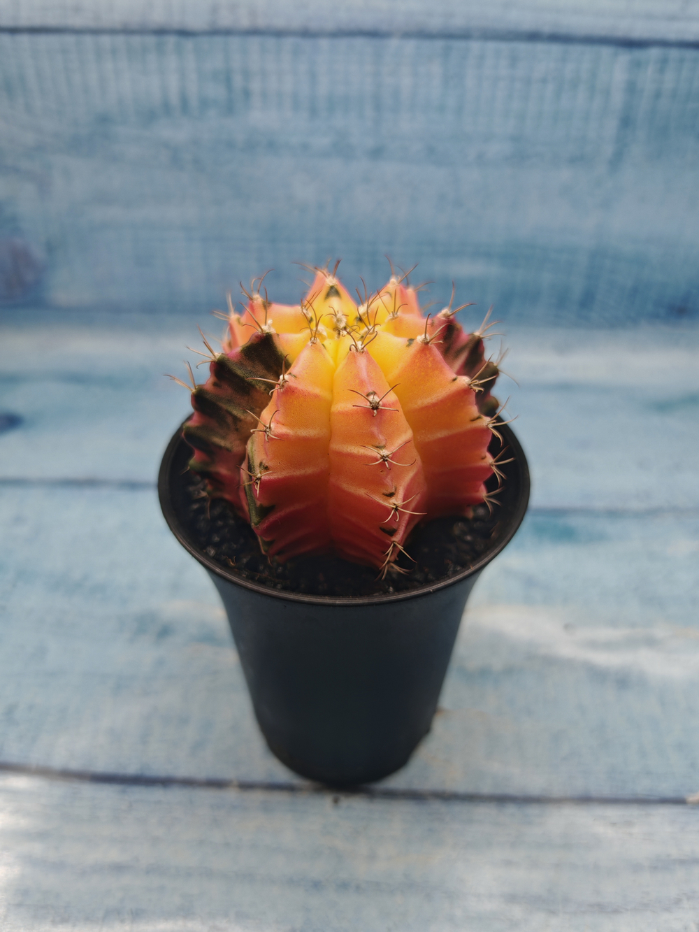 Gymnocalycium Variegata (Гимнокалициум Вариегатный)