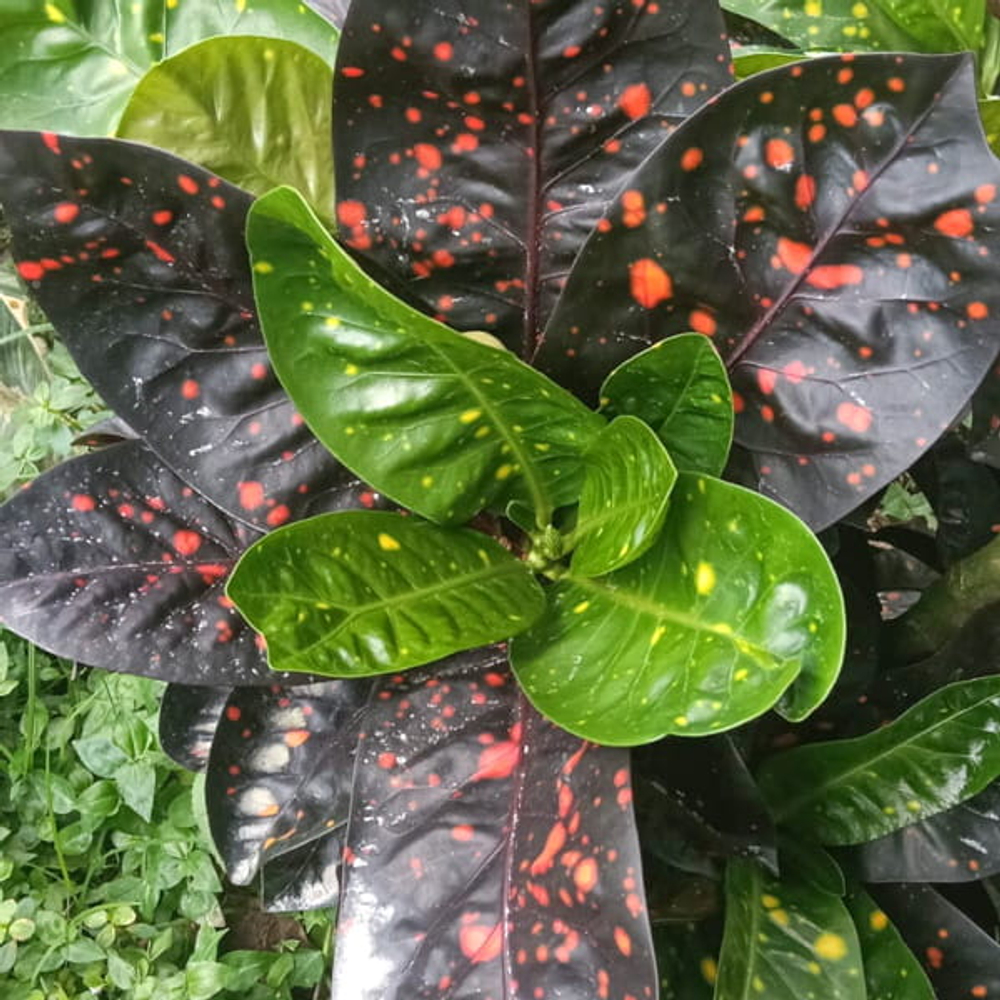 Кротон KENCANA IRENG