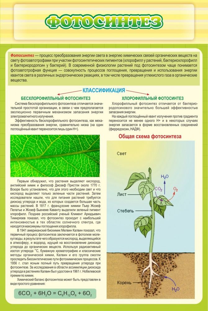 Стенд &quot;Фотосинтез&quot;