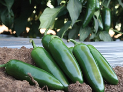 Канарио Реал F1 семена перца острого (Clause / Клос)