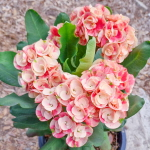 Эуфорбия Миля HYDRANGEA