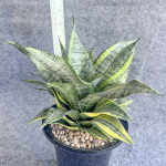 Сансевиерия MARGA VAR