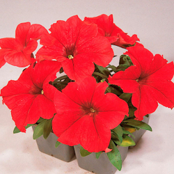 Петуния грандифлора Фалкон Ред (100др) Витагрин Профи