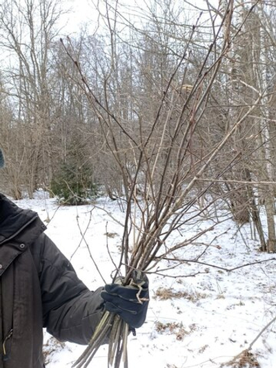 Ветки яблони