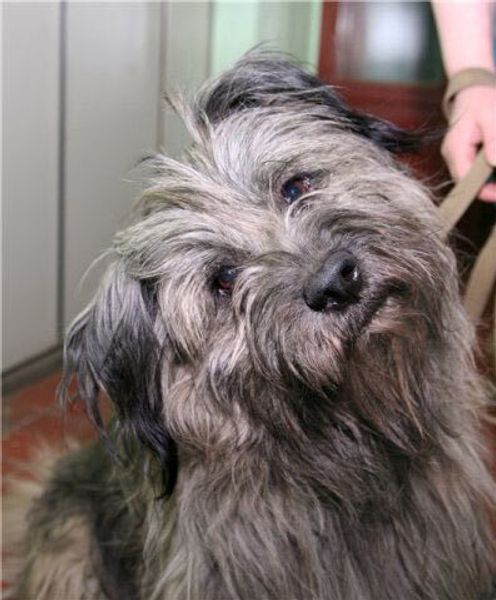 Тибетский терьер Тибетский терьер