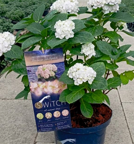 SWITCH THALASSA WHITEPINK / Таласса Уайт Пинк (Стандарт поставки Р9)2025г.