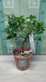 Citrangequat ‘Quatre Saisons’