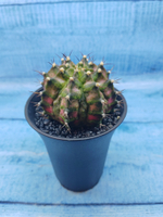 Gymnocalycium T-Rex Pink hybride (Гимнокалициум T-rex)