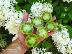 Лайм грин салад (Lime green salad) сорт томата