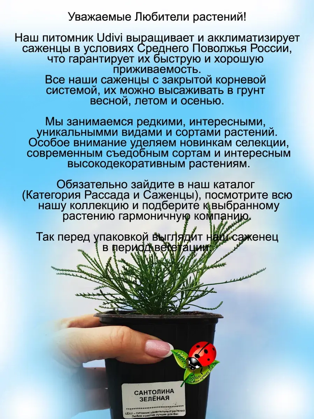 Сантолина Изумрудная вечнозелёная