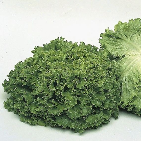 ФАНЛИ семена салата Syngenta отзывы