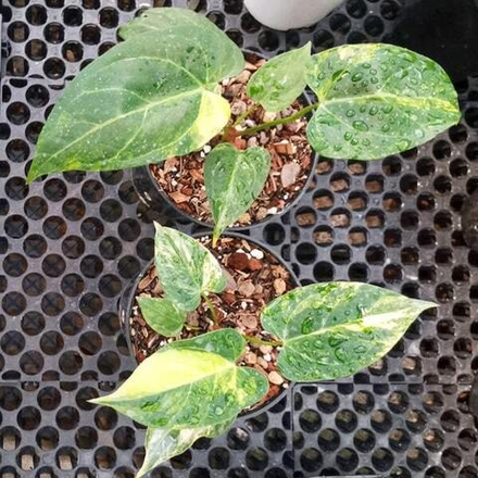 Антуриум MAGNA x PORTILLAE