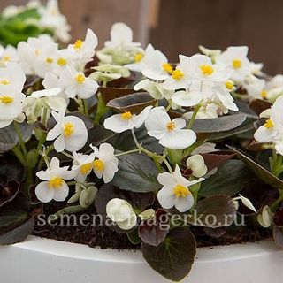 Бегония  вечноцветущая Сенатор IQ Вайт 100 драже