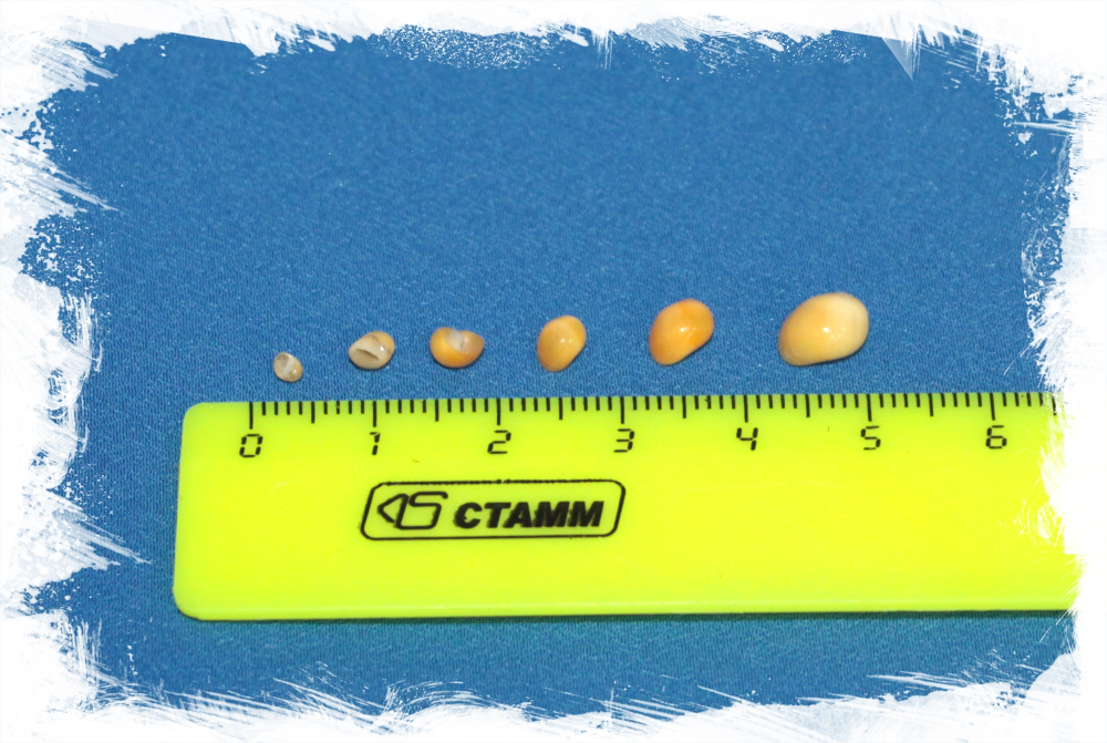 Мангос желтый размер