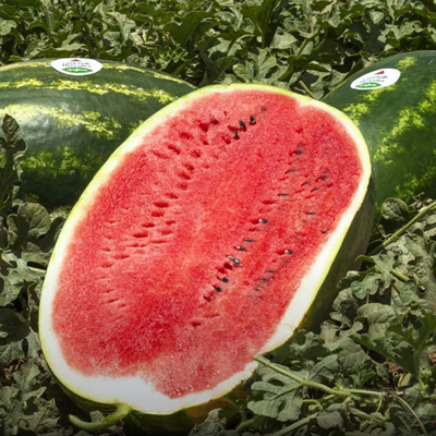 Геркулес F1 семена арбуза (Syngenta / Сингента)