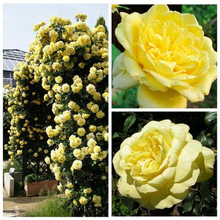 Роза плетистая Казино , Casino