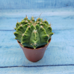 Gymnocalycium Friedrichii (Гимнокалициум)