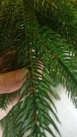 Узкая ель искусственная «Веста» (Литая хвоя) от 1,5 м до 3 м