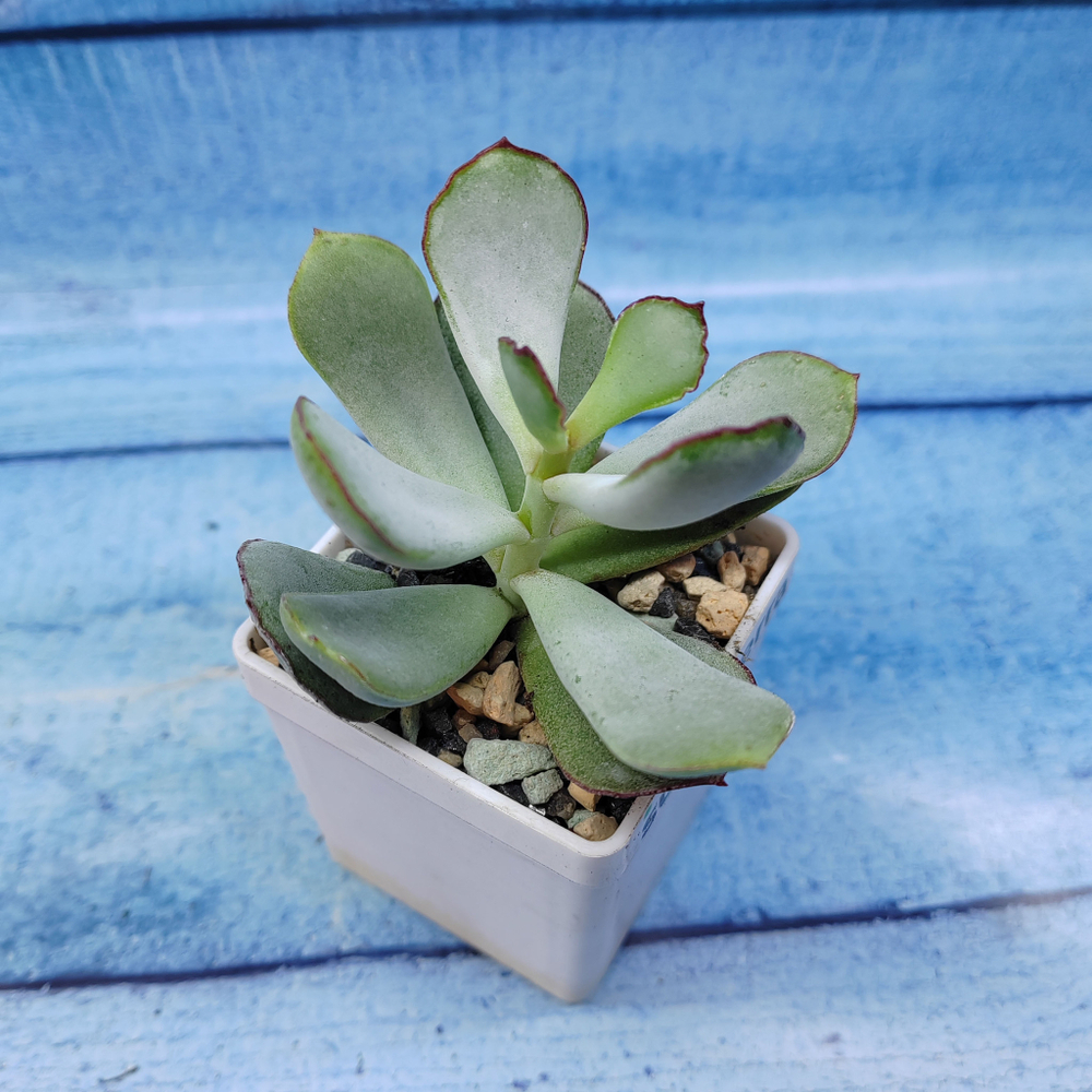 Сotyledon Сhocoline (Котиледон)
