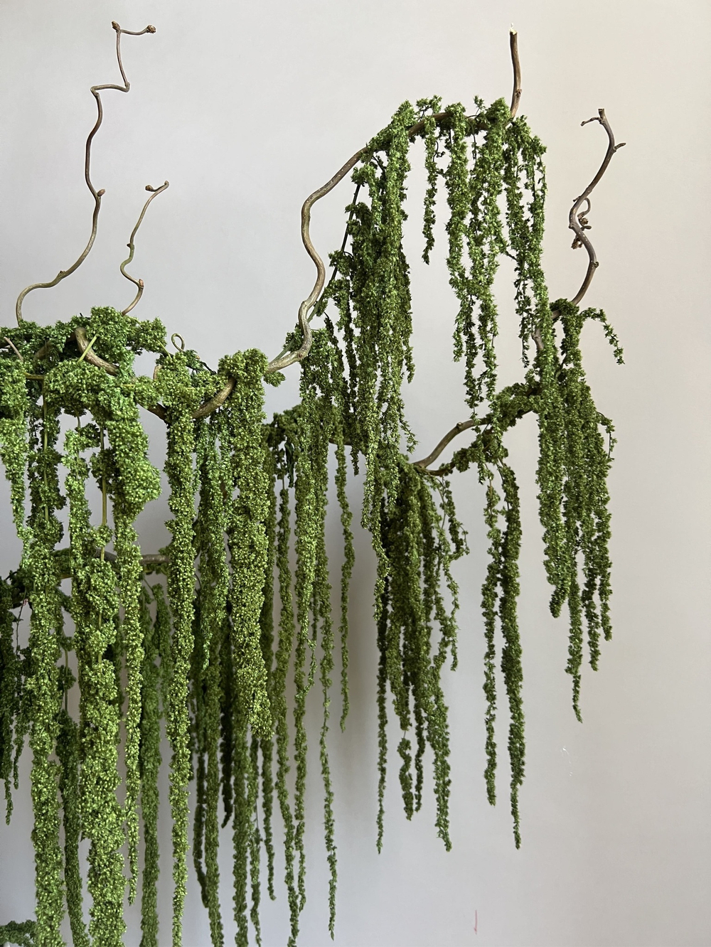 Амарант стабилизированный натуральный зеленый