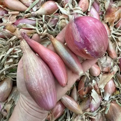 Лук шалот "О, Батат", 500 г (цена указана за 500г, вес может отличаться)