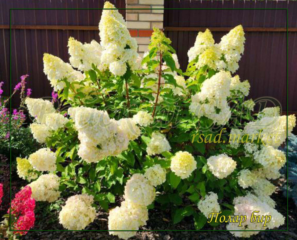 Гортензия метельчатая Полар Бир- Полярный Медведь (Hydrangea paniculata `Polar Bear`)