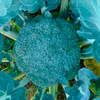 Партенон F1 семена капусты брокколи (Sakata / Саката)