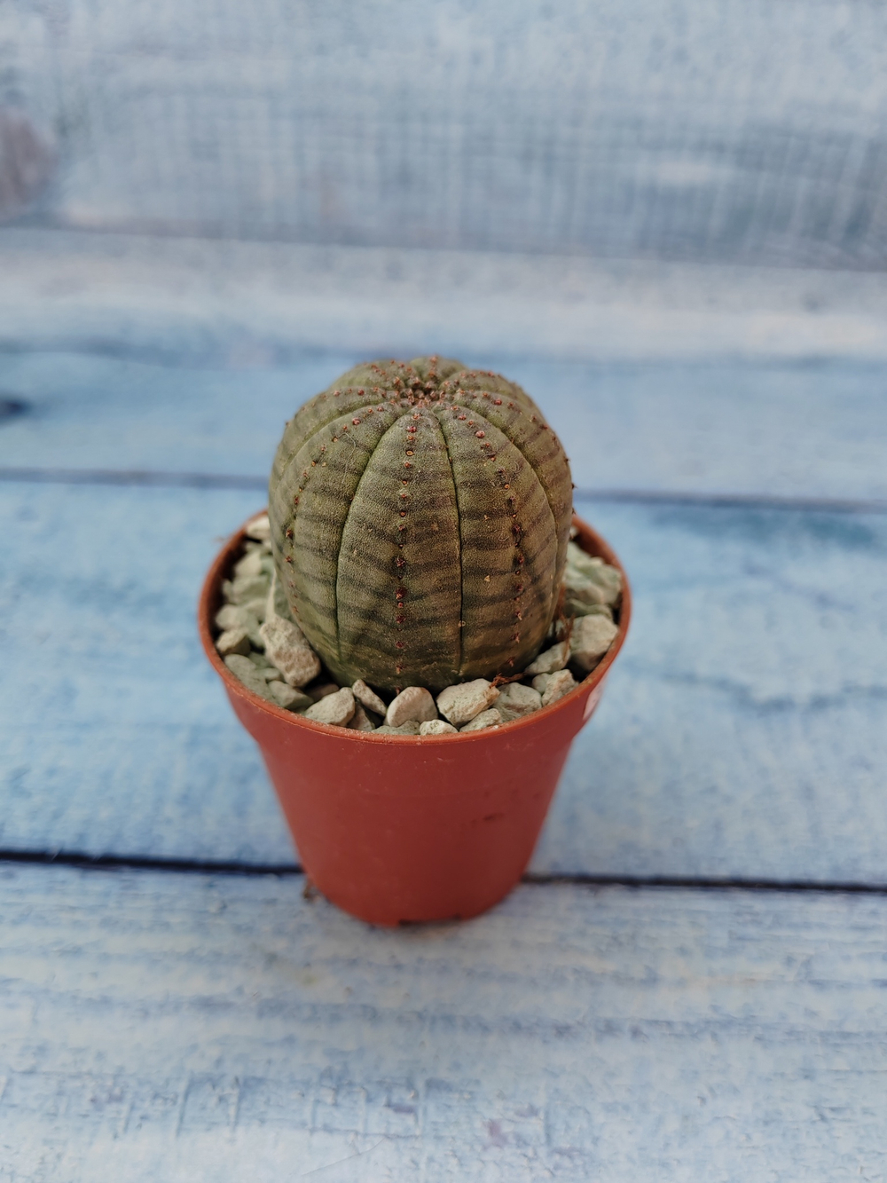 Euphoria Obesa (Эуфорбия)