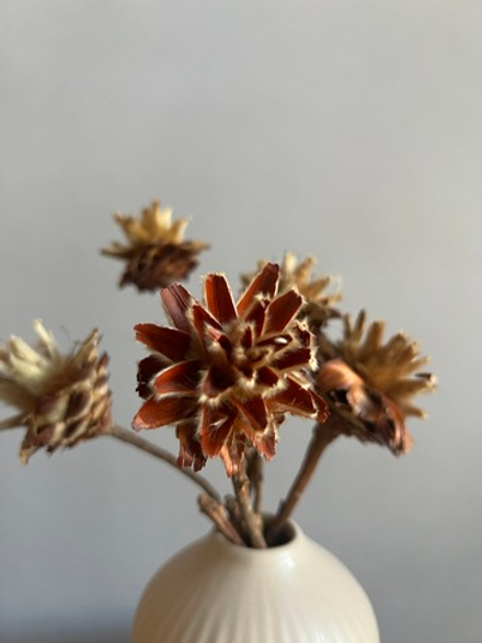 Леукадендрон натуральный