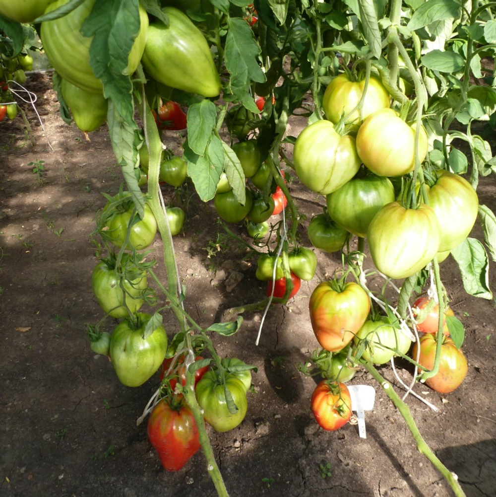 Помидоры Сердце Тибета